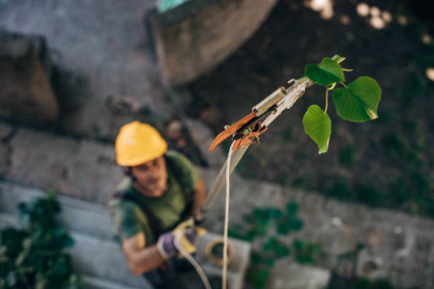 Best Emergency Tree Removal  in Red Springs, NC